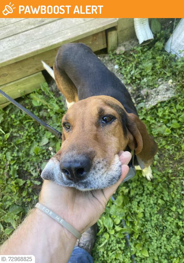 Found/Stray Female Dog last seen Kermit Tyree Farm, Kanawha County, WV 25071