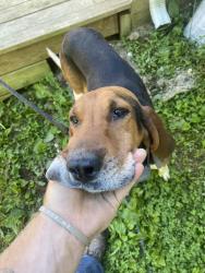 Found/Stray Female Dog last seen Kermit Tyree Farm, Kanawha County, WV 25071