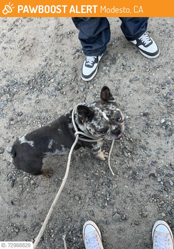 Found/Stray Male Dog last seen Butte, Modesto, CA 95358
