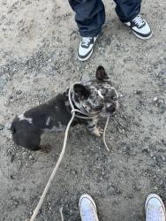 Found/Stray Male Dog last seen Butte, Modesto, CA 95358