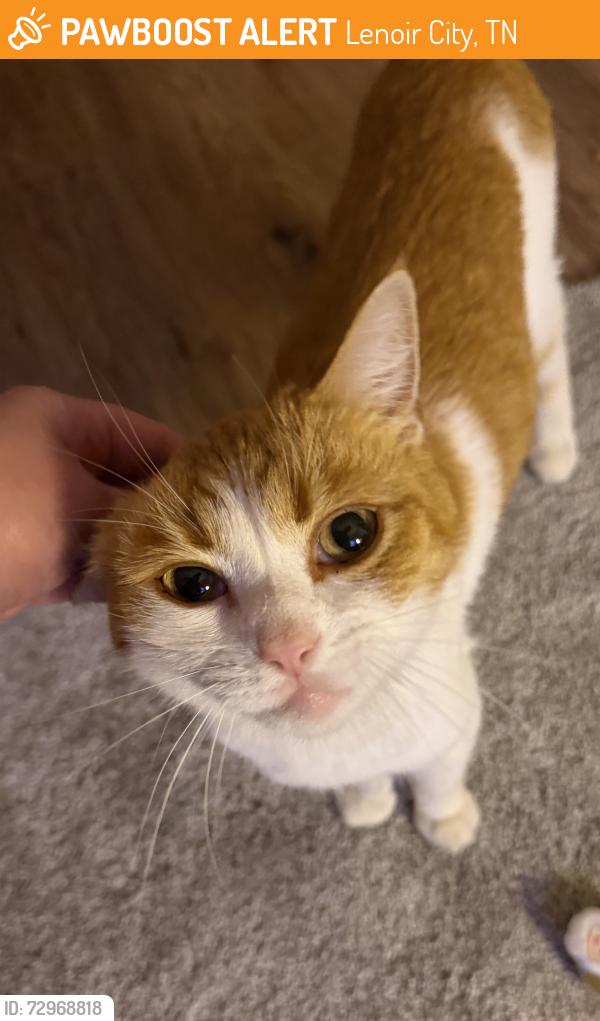 Found/Stray Unknown Cat last seen Williams Ferry Rd, Lenoir City, TN 37771