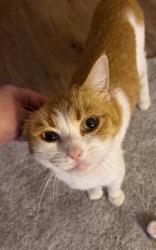 Found/Stray Unknown Cat last seen Williams Ferry Rd, Lenoir City, TN 37771