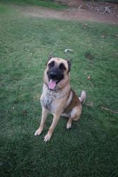 Reunited Male Dog last seen Citrus state park Riverside , Riverside, CA 92503