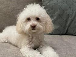 Reunited Female Dog last seen Burnham Dr & Adams Dr, San Jose, CA 95132