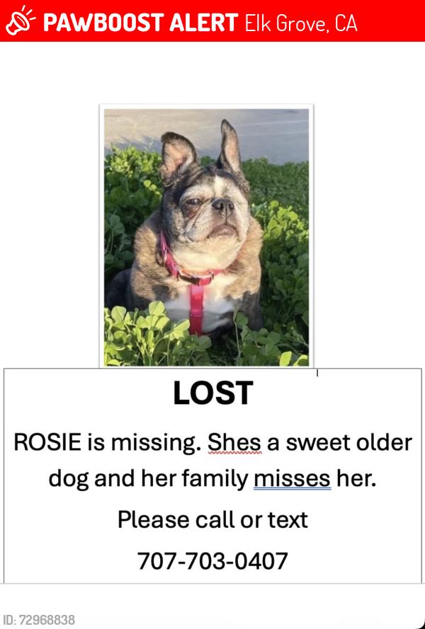 Lost Female Dog last seen Elk Grove blvd and waterman , Elk Grove, CA 95624