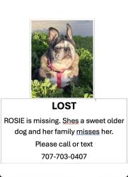 Lost Female Dog last seen Elk Grove blvd and waterman , Elk Grove, CA 95624
