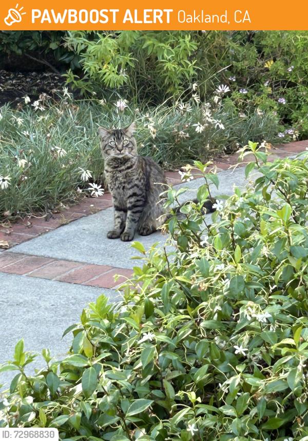 Found/Stray Unknown Cat last seen California Street and Maple, Oakland , Oakland, CA 94602