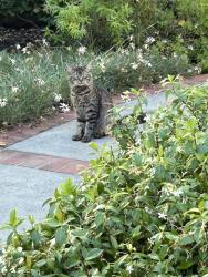 Found/Stray Unknown Cat last seen California Street and Maple, Oakland , Oakland, CA 94602