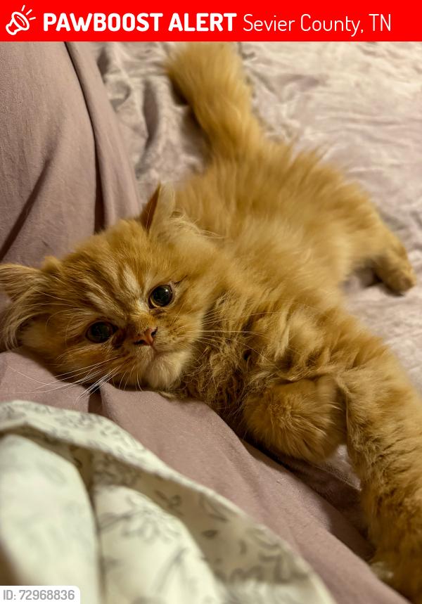 Lost Male Cat last seen Clifton Lane/Thorngrove Pike, Sevier County, TN 37871