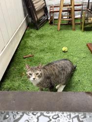 Lost Male Cat last seen Nostrand Ave & Rutland Rd, Brooklyn, NY 11225