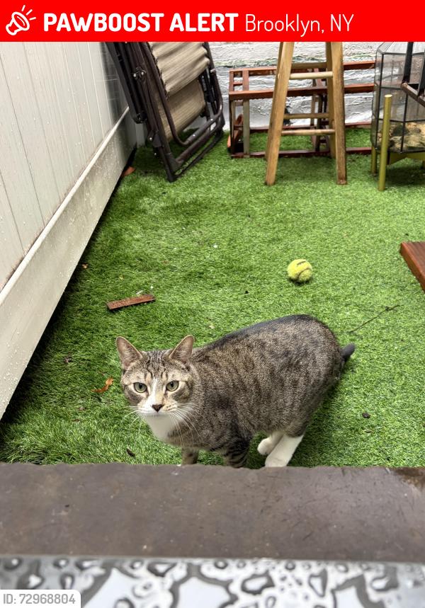 Lost Male Cat last seen Nostrand Ave & Rutland Rd, Brooklyn, NY 11225