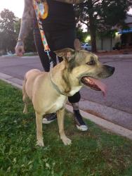 Found/Stray Male Dog last seen Laurel circle park, Albuquerque, NM 87108