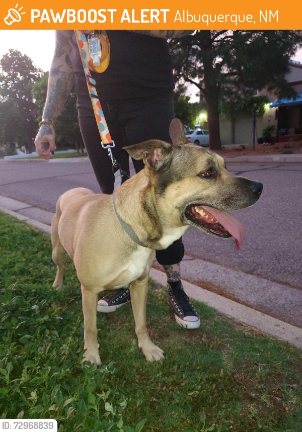 Found/Stray Male Dog last seen Laurel circle park, Albuquerque, NM 87108
