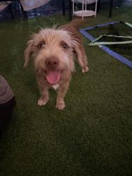 Found/Stray Male Dog last seen Market, Laredo, TX 78046