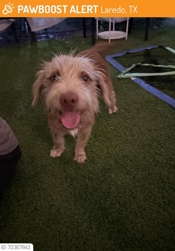 Found/Stray Male Dog last seen Market, Laredo, TX 78046