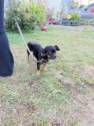 Found/Stray Female Dog last seen South Gate middle school , South Gate, CA 90280