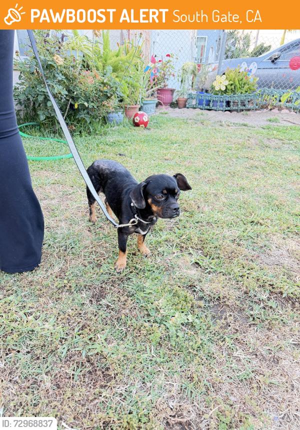 Found/Stray Female Dog last seen South Gate middle school , South Gate, CA 90280