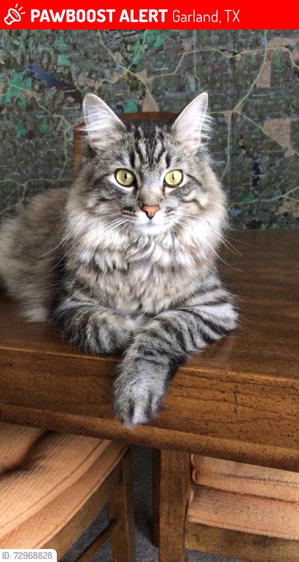 Lost Male Cat last seen Sylvan, Garland, TX 75040