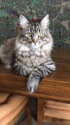 Lost Male Cat last seen Sylvan, Garland, TX 75040