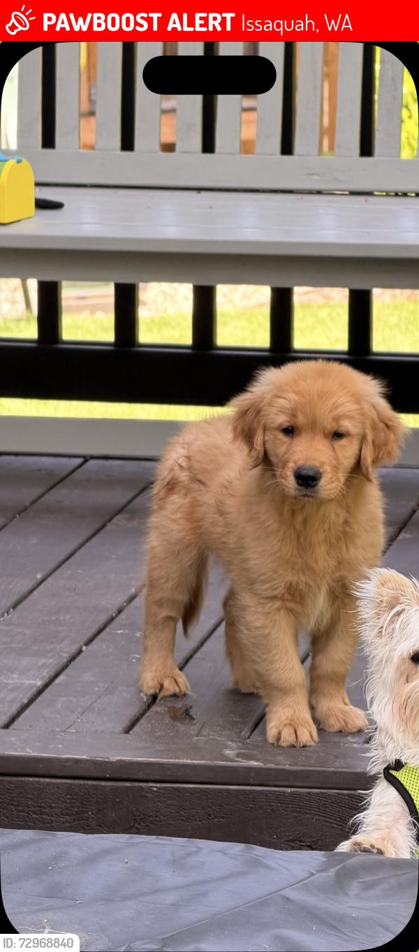 Lost Male Dog last seen On may valley road , Issaquah, WA 98027