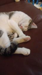 Lost Male Cat last seen Near W Ina rd Tucson AZ 85741, Tucson, AZ 85741