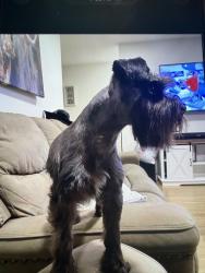 Lost Male Dog last seen Hunters creek dr fort worth tx, Fort Worth, TX 76123