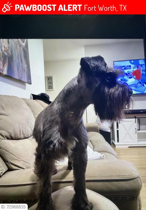 Lost Male Dog last seen Hunters creek dr fort worth tx, Fort Worth, TX 76123
