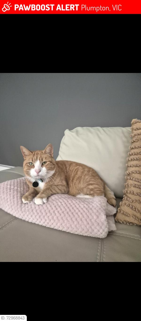 Lost Male Cat last seen Windmill Gardens reception , Plumpton, VIC 3336