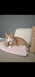 Lost Male Cat last seen Windmill Gardens reception , Plumpton, VIC 3336