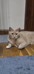 Reunited Male Cat last seen Nash place, Norwalk, CT 06854