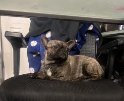 Reunited Male Dog last seen Santa Fe Ave. and Nw 34st st, Moore, OK 73160