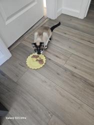 Reunited Female Cat last seen Kings river dr, Sparks, NV 89441