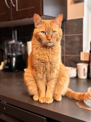 Lost Male Cat last seen Covepark Rd NE, Calgary, AB T3K 6B9