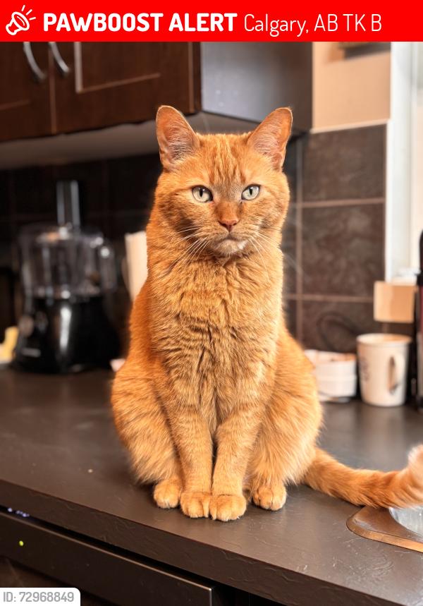 Lost Male Cat last seen Covepark Rd NE, Calgary, AB T3K 6B9
