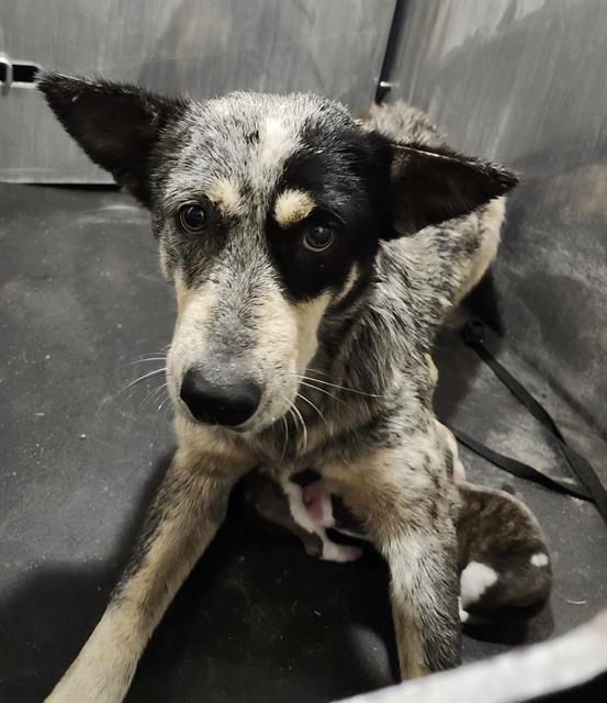 Shelter Stray Female Dog last seen Near BLOCK RODRICK DR, San Antonio, TX 78227