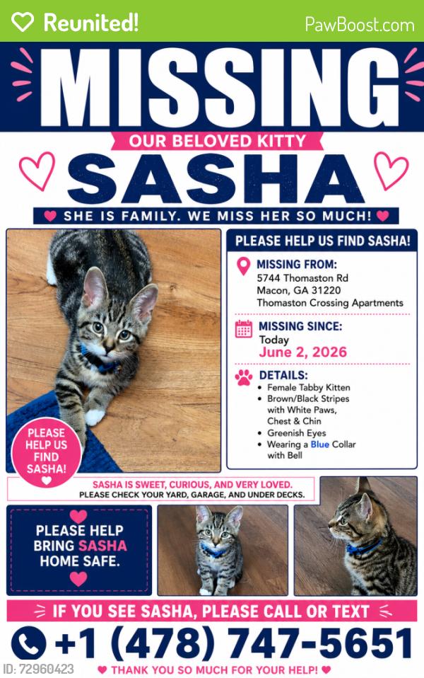 Reunited Female Cat last seen Thomason Crossing apmts , Macon, GA 31220