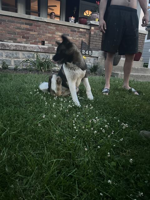 Shelter Stray Female Dog last seen Near , Indianapolis, IN 46221
