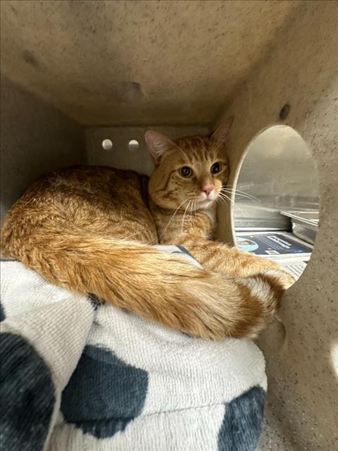 Shelter Stray Male Cat last seen , Los Angeles, CA 90031