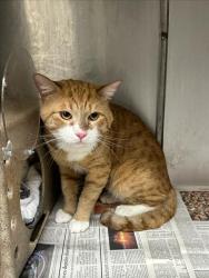 Shelter Stray Male Cat last seen , Los Angeles, CA 90031