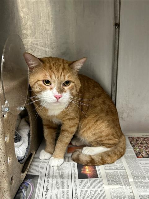 Shelter Stray Male Cat last seen , Los Angeles, CA 90031