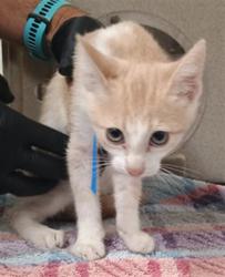 Shelter Stray Female Cat last seen , Camarillo, CA 93010