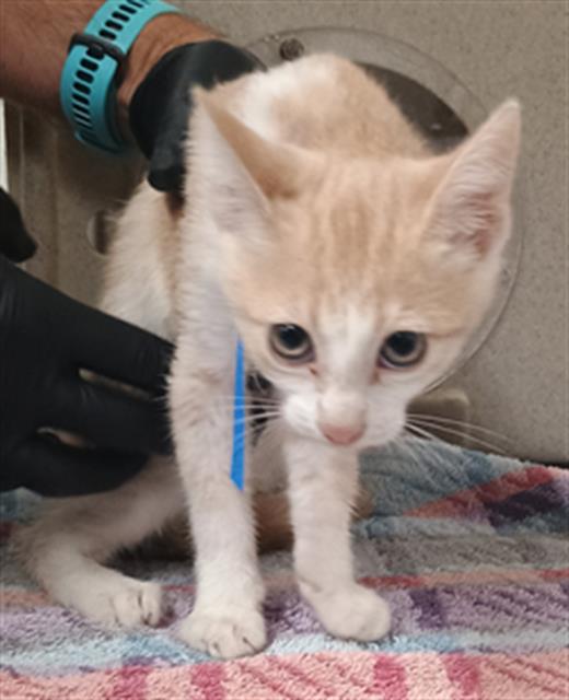 Shelter Stray Female Cat last seen , Camarillo, CA 93010