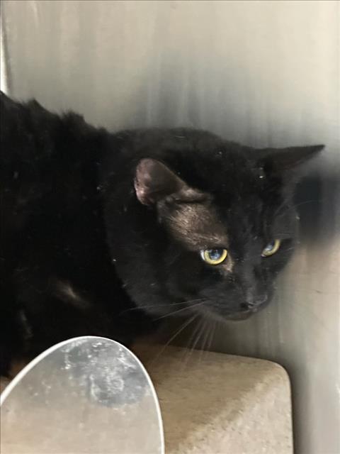 Shelter Stray Male Cat last seen , Los Angeles, CA 90031