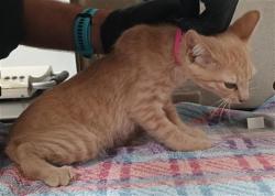 Shelter Stray Male Cat last seen , Camarillo, CA 93010