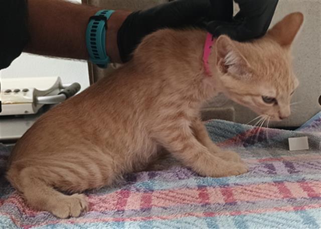 Shelter Stray Male Cat last seen , Camarillo, CA 93010