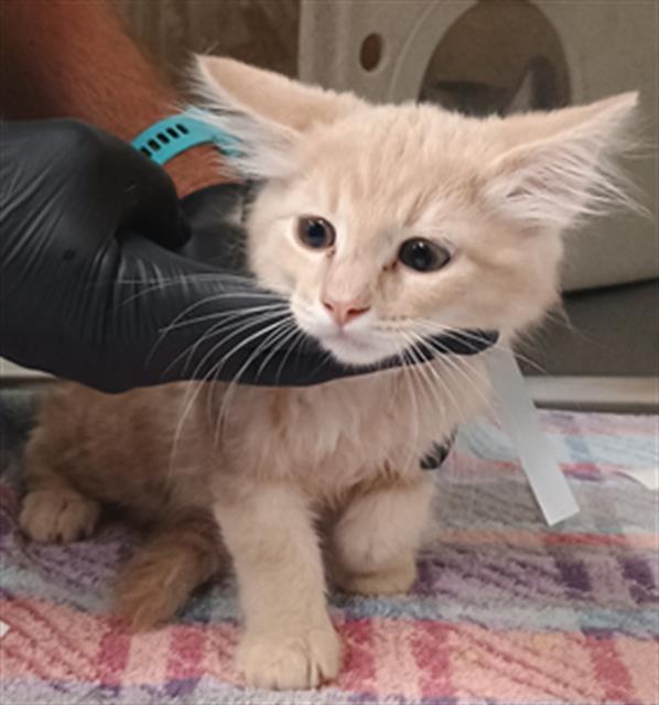 Shelter Stray Male Cat last seen , Camarillo, CA 93010