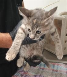 Shelter Stray Female Cat last seen , Camarillo, CA 93010