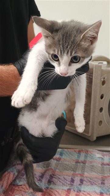 Shelter Stray Male Cat last seen , Camarillo, CA 93010