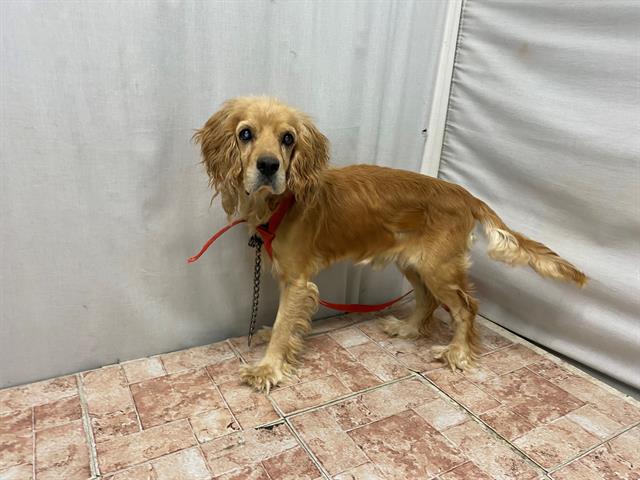Shelter Stray Male Dog last seen , Lake Los Angeles, CA 93550