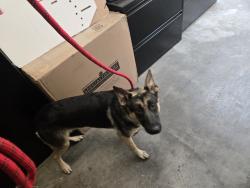 Shelter Stray Male Dog last seen , San Pedro, CA 90731